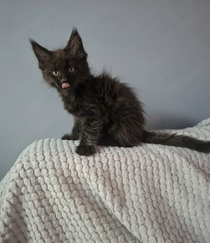Maine coon füst fekete kandúr kiscica - kép 2