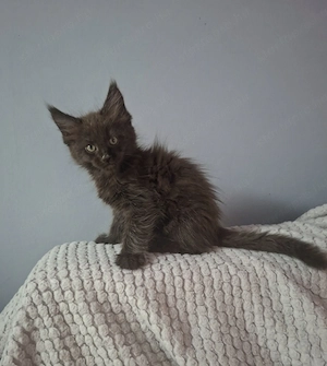 Maine coon füst fekete kandúr kiscica - kép 3