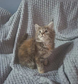 Maine coon Cirmos kislány - kép 4