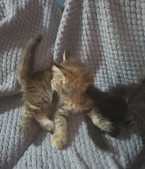 Maine coon Cirmos kislány - kép 2