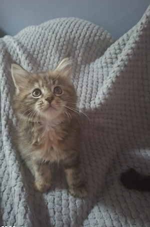 Maine coon Cirmos kislány - kép 3