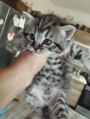 Brit whiskas cicusok - kép 2