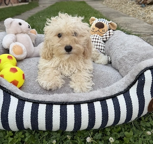 Maltipoo kisfiú gazdisodna Uszkár apa  - kép 3