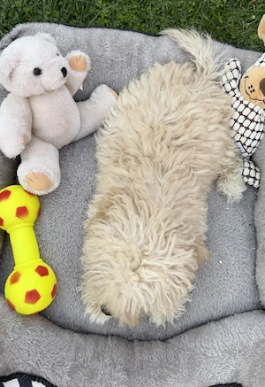 Maltipoo kisfiú gazdisodna Uszkár apa  - kép 2