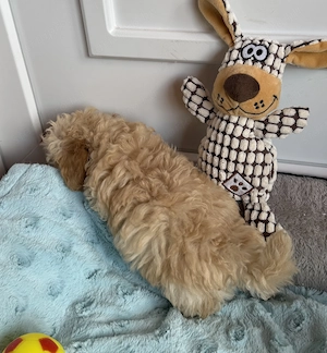 Maltipoo fiú gazdiját keresi uszkár apa  - kép 5