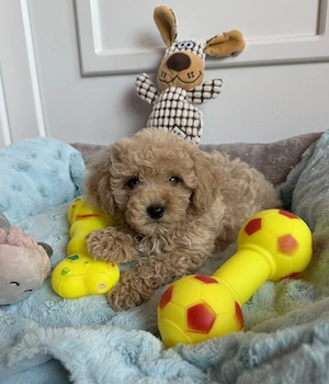Maltipoo fiú gazdiját várja Uszkár apa  - kép 2