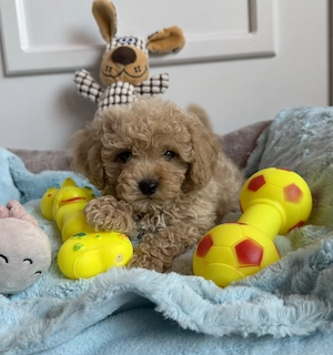 Maltipoo fiú gazdiját várja Uszkár apa  - kép 5