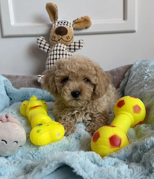 Maltipoo fiú gazdiját várja Uszkár apa  - kép 4