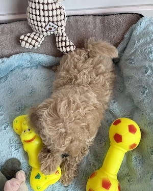 Maltipoo fiú gazdiját várja Uszkár apa  - kép 3