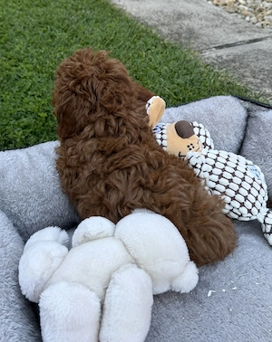Törpe uszkár kisfiú gazdiját várja 3 oltással  - kép 4