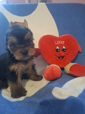 Yorkshire terrier kiskutyák  - kép 3