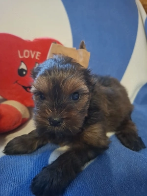 Yorkshire terrier kiskutyák  - kép 2