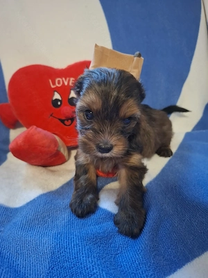 Yorkshire terrier kiskutyák  - kép 4