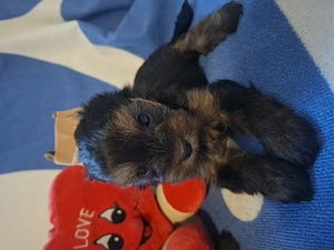 Yorkshire terrier kiskutyák  - kép 9
