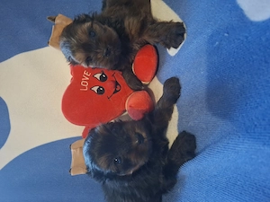 Yorkshire terrier kiskutyák  - kép 8