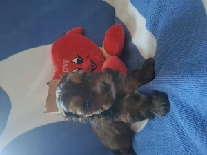 Yorkshire terrier kiskutyák  - kép 6