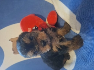 Yorkshire terrier kiskutyák  - kép 7