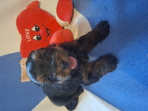 Yorkshire terrier kiskutyák  - kép 5
