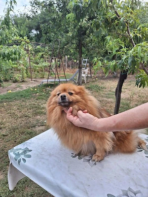 Spitz kutya lány eladó   - kép 3