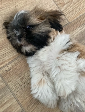 shih tzu kisfiú - kép 2