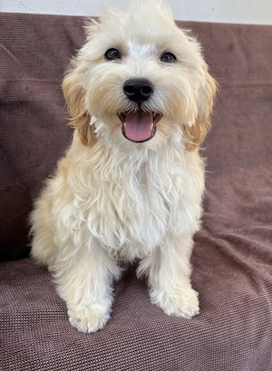 Maltipoo kiskutya eladó! - kép 2