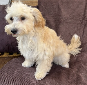 Maltipoo kiskutya eladó!