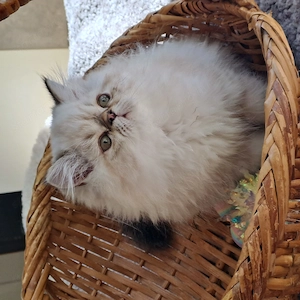 Himalája Seal lynx kandúrka - kép 3