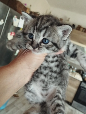 Brit whiskas cicusok - kép 4