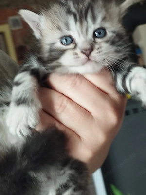 Brit whiskas cicusok - kép 2