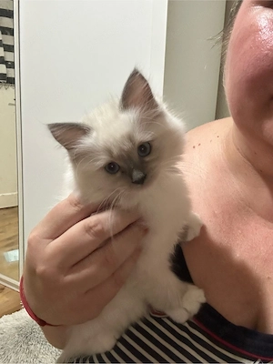 Nemzetkozi első Ragdoll anyuka babái foglalhatók - kép 8