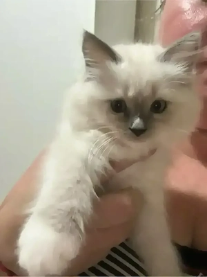 Nemzetkozi első Ragdoll anyuka babái foglalhatók - kép 9