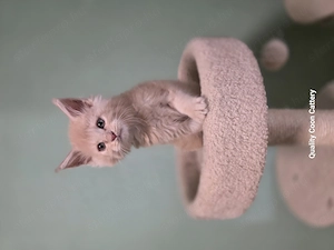 Maine coon kiscicák  - kép 5