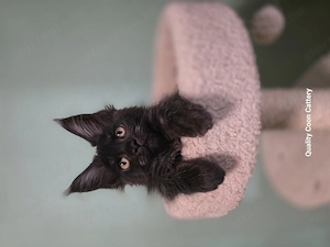 Maine coon kiscicák  - kép 3