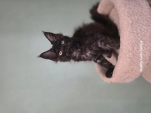 Maine coon kiscicák  - kép 2