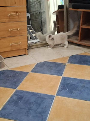  Ragdoll nőstény 12. hetes eladó - kép 8