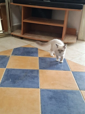  Ragdoll nőstény 12. hetes eladó - kép 9