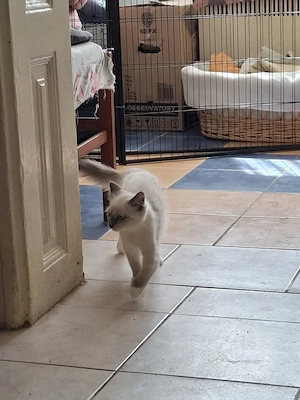  Ragdoll nőstény 12. hetes eladó - kép 7