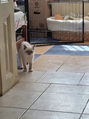  Ragdoll nőstény 12. hetes eladó - kép 6