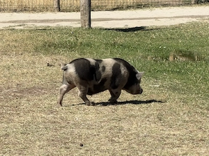 Minnesotai törpemalac fiatal kan, vagy pár - kép 3