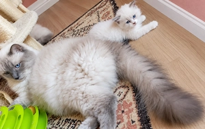 Ragdoll kiscicák oltás nélkül! - kép 2