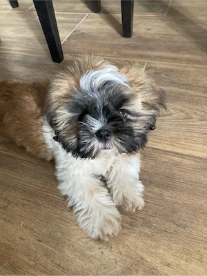 shih tzu kisfiú - kép 4