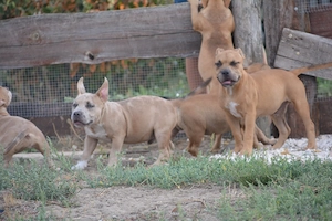 American bully kiskutyák - kép 3