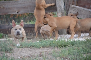 American bully kiskutyák - kép 4