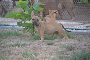 American bully kiskutyák - kép 2