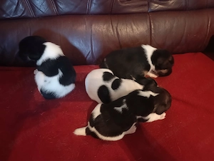 Simaszőrű foxterrier kiskutyák - kép 3