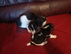 Simaszőrű foxterrier kiskutyák - kép 4