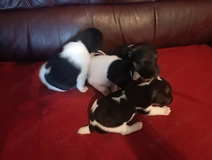 Simaszőrű foxterrier kiskutyák - kép 2