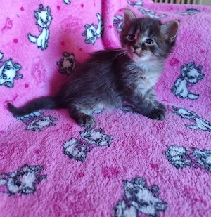 Törzskönyves maine coon kandúr - kép 2