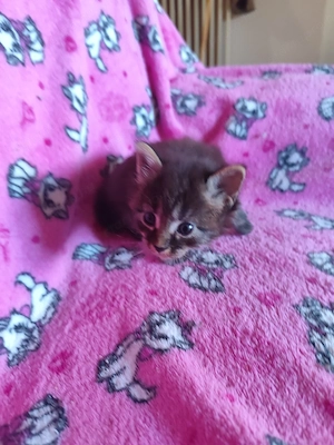 Törzskönyves maine coon kandúr - kép 4