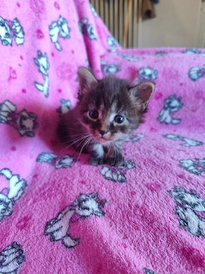 Törzskönyves maine coon kandúr - kép 5